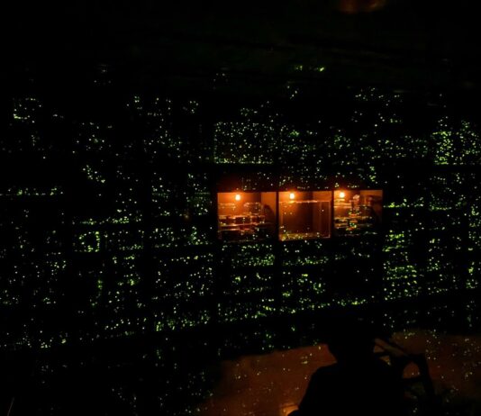 “마치 우주에 온 기분이었어요” 대전곤충생태관, 반딧불이 불빛체험 성지로 등극