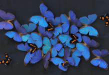 대전곤충생태관 곤충표본 제작 체험교실 운영